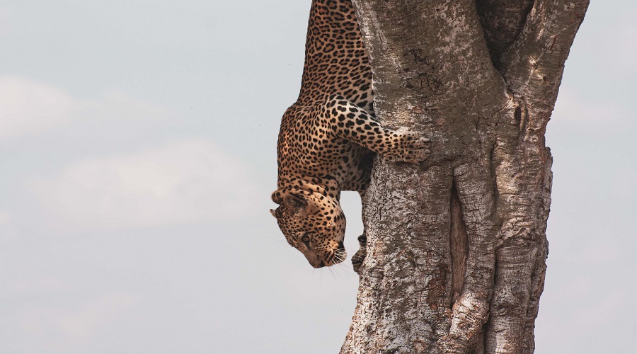 Discover the Wonders of Guided Serengeti Safari Tours